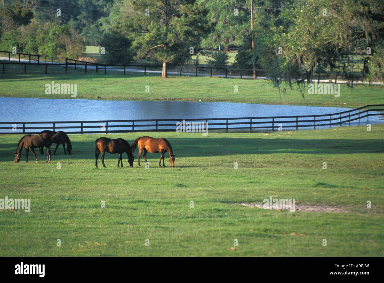 Florida Ocala Horse Betriebe Vollblut Rennpferde in Weide mit Teich im Hintergrund Stockfoto