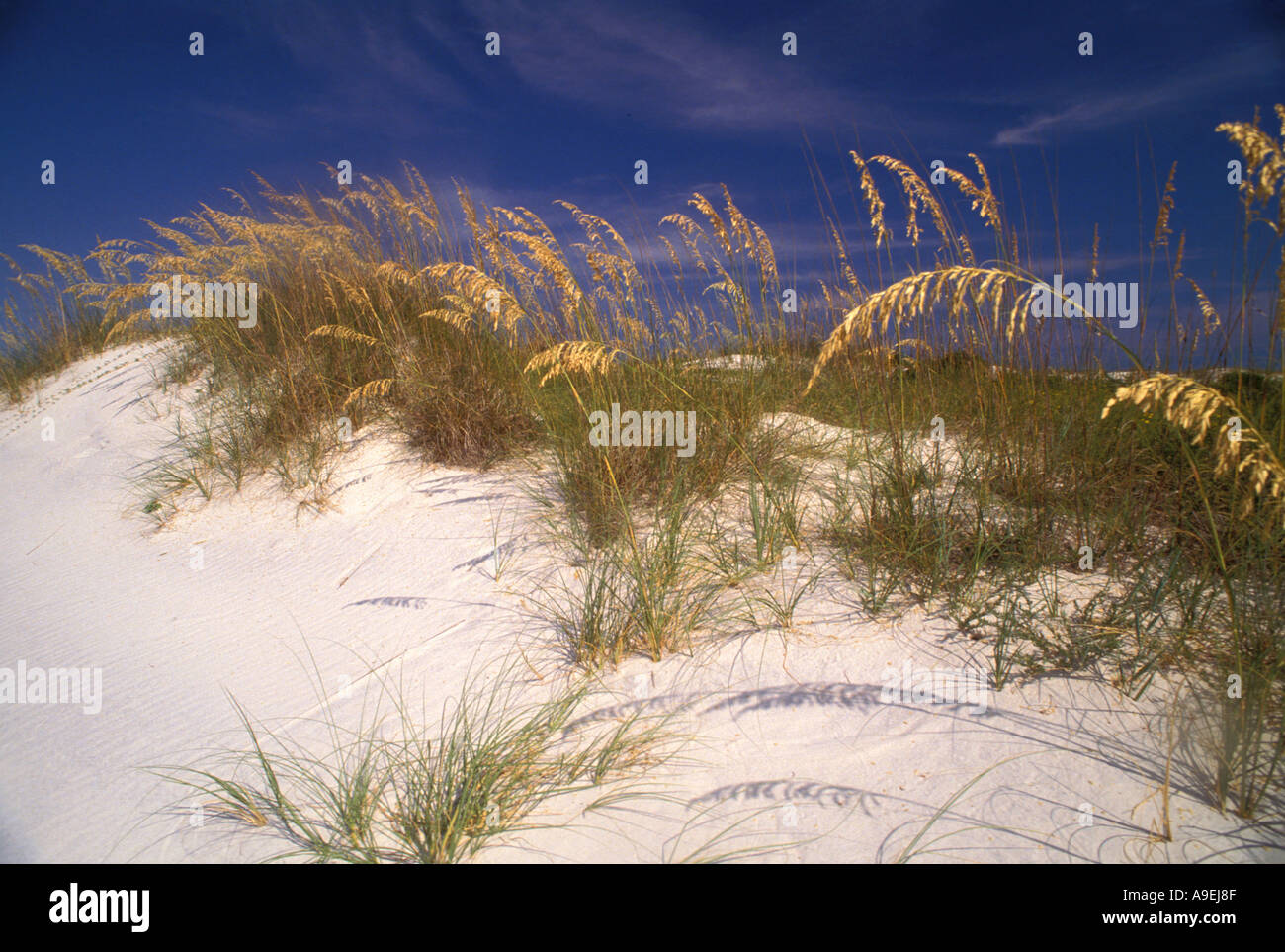 USA Florida St. George Island State Park Strand Sanddüne mit gelb Sehafer panhandle Gebiet Stockfoto