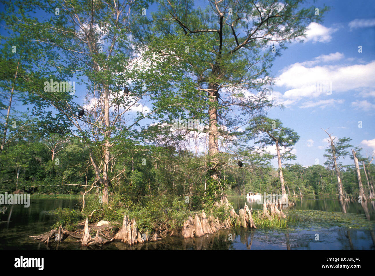 Florida Vereinigte Staaten von Amerika USA Wakulla Springs State Park Zypressen in Wakulla Springs Ausflugsboot in Ferne Stockfoto