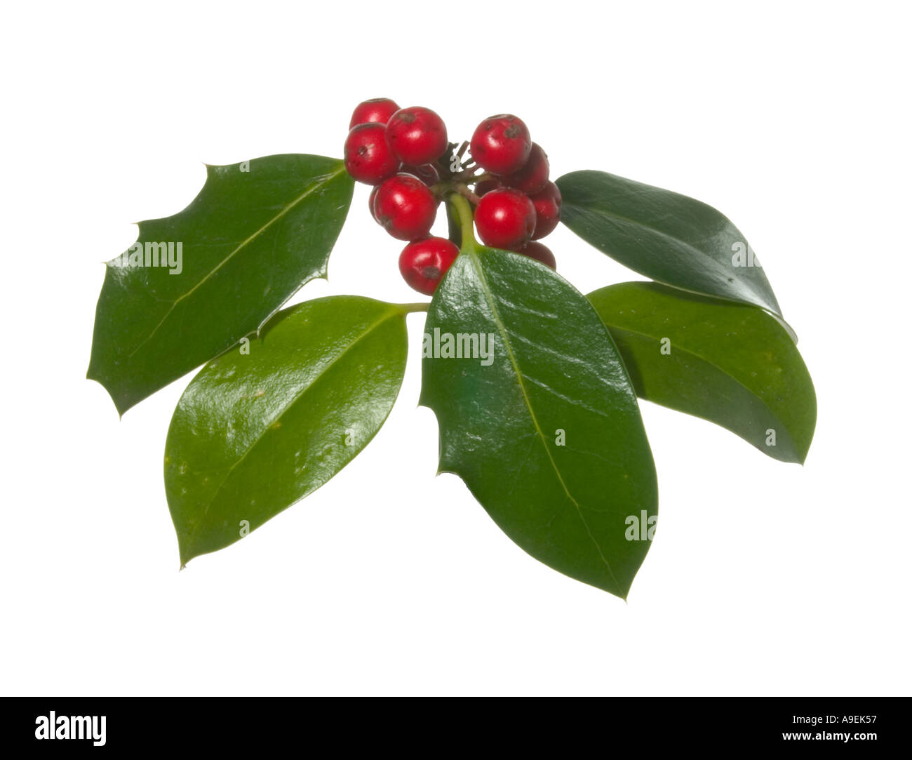 Holly lässt Beeren im Herbst Ausschnitt Surrey England Stockfoto