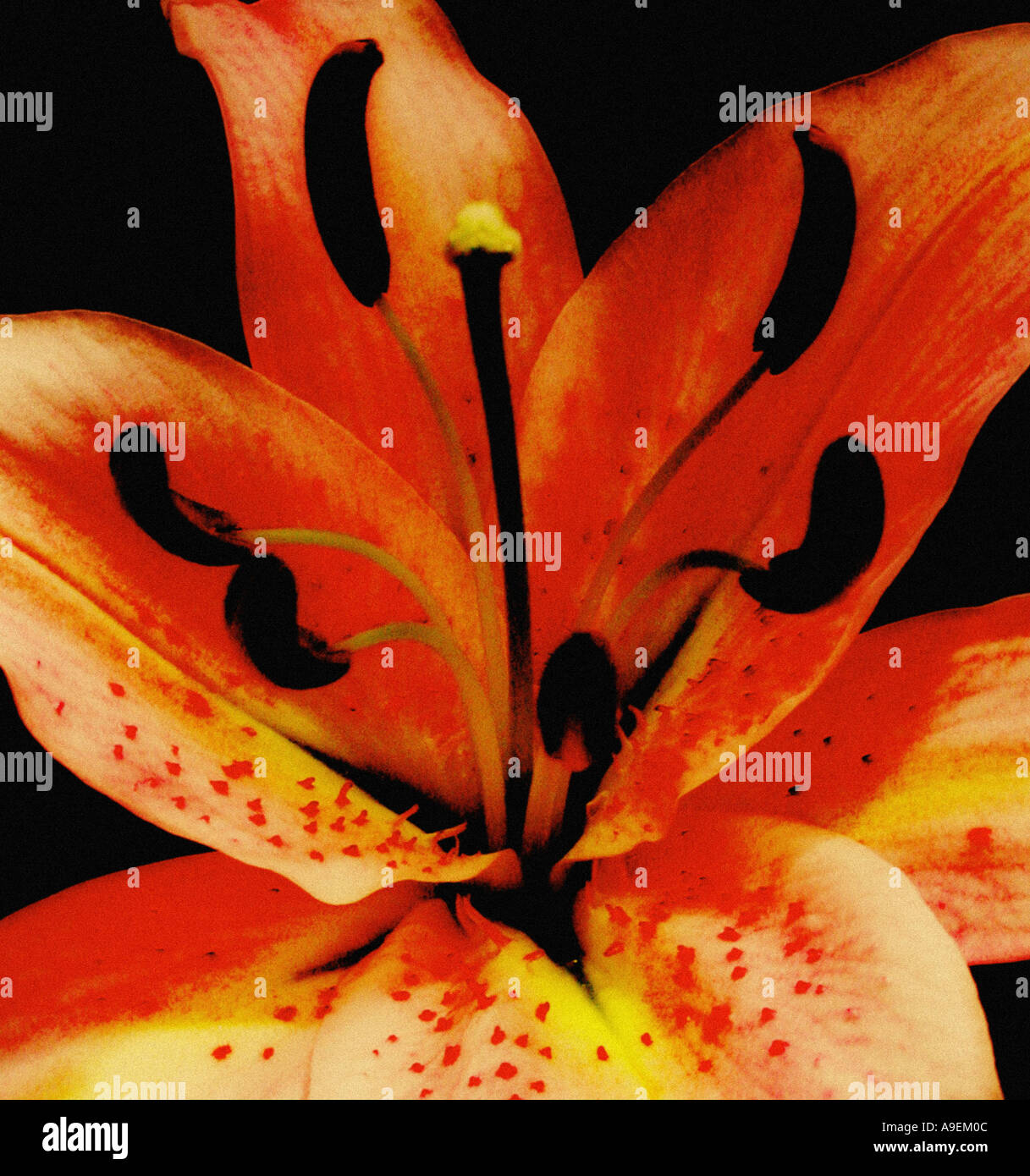 GEMEINSAMEN Namen Lily lateinischen Namen Lilium Stockfoto