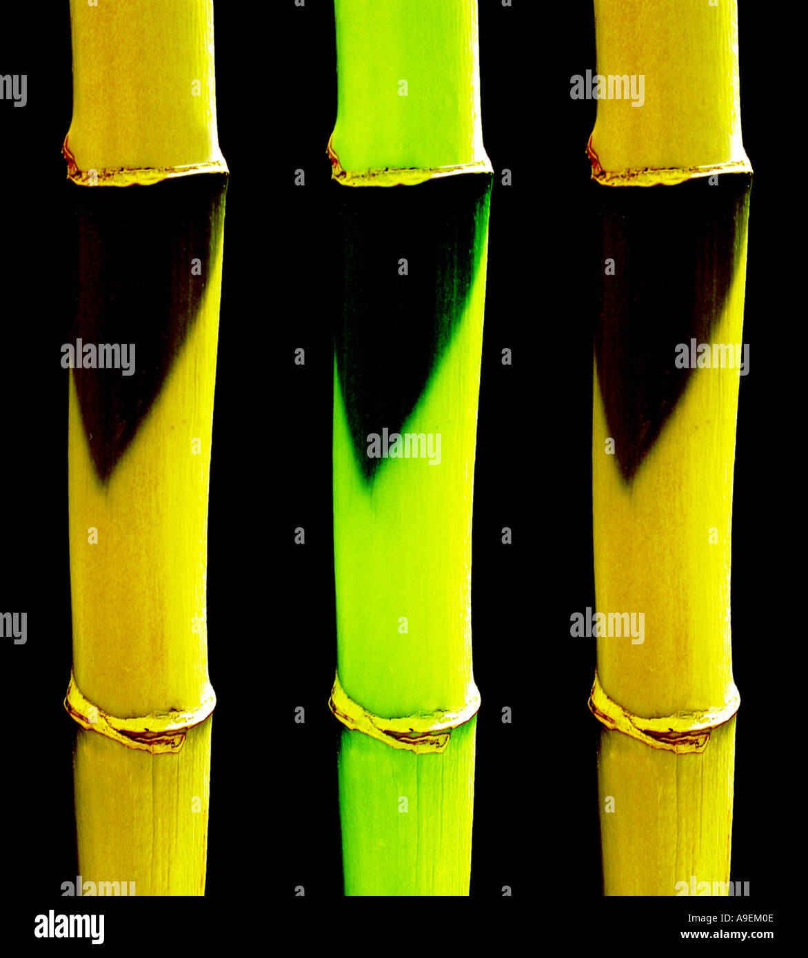 GEMEINSAMEN Namen Bambus lateinischen Namen Phyllostachys Stockfotografie -  Alamy