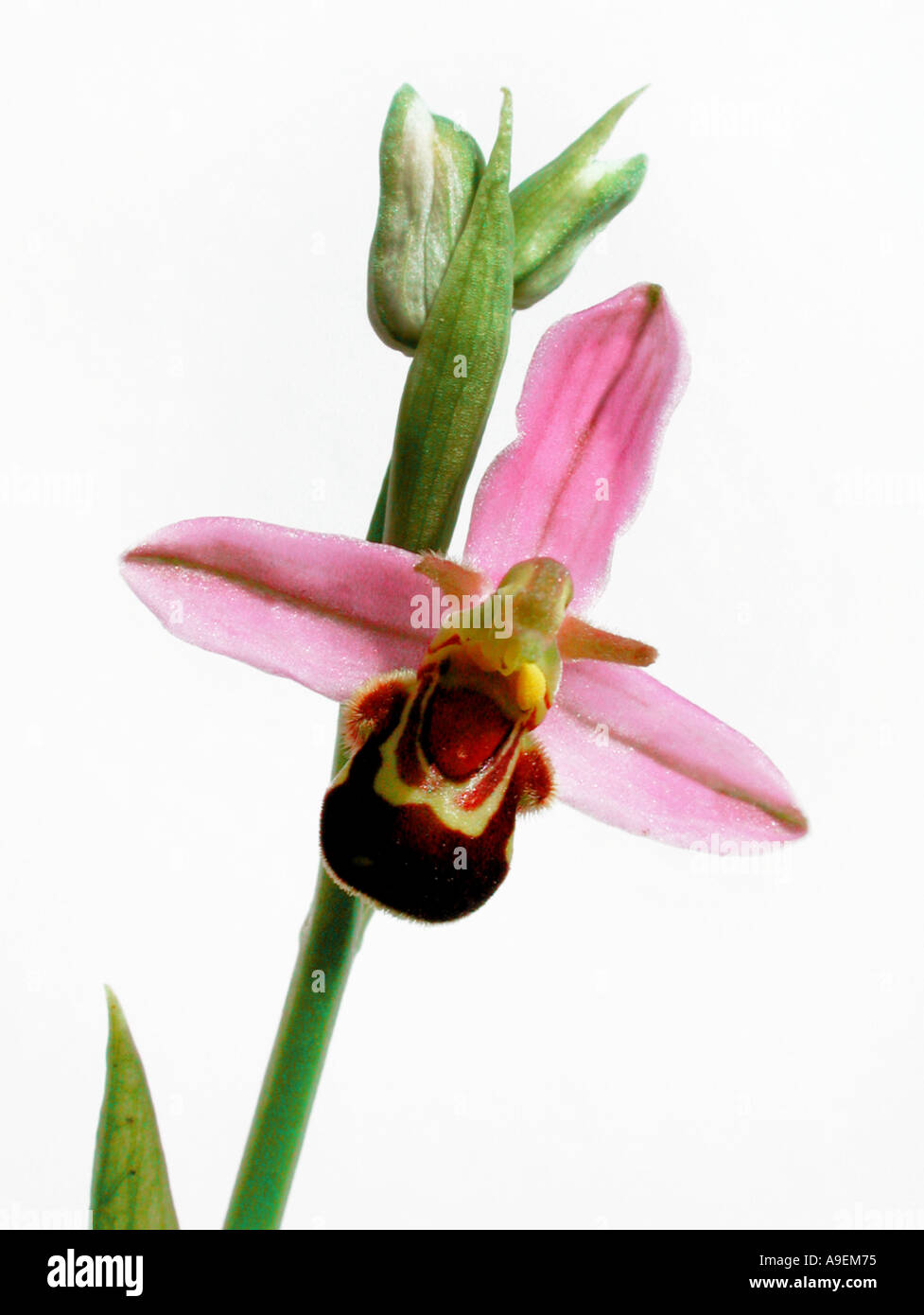 COMMON NAME Biene Orchidee lateinischen Namen Ophrys apifera Stockfoto