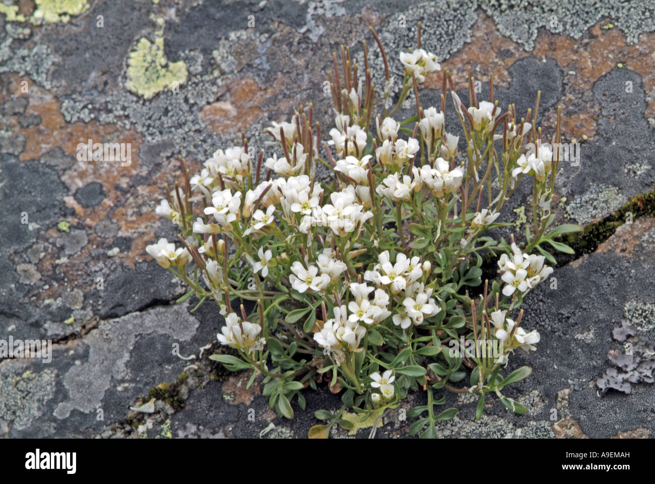 Sämischleder Kresse (Hutchinsia Alpina, Iberidella Alpina), blühende Pflanze Stockfoto