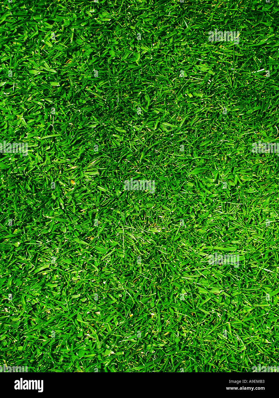 GEMEINSAMEN Namen Grass lateinischen Namen Grass Stockfoto