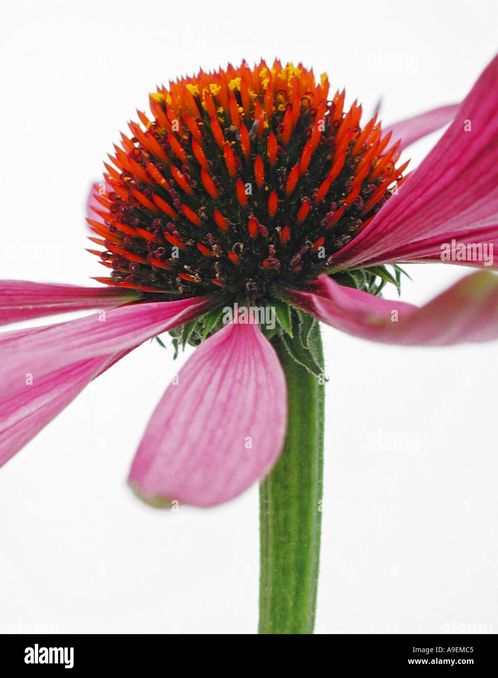 COMMON NAME Echinacea Sonnenhut Echinacea lateinischer NAME purperea Stockfoto