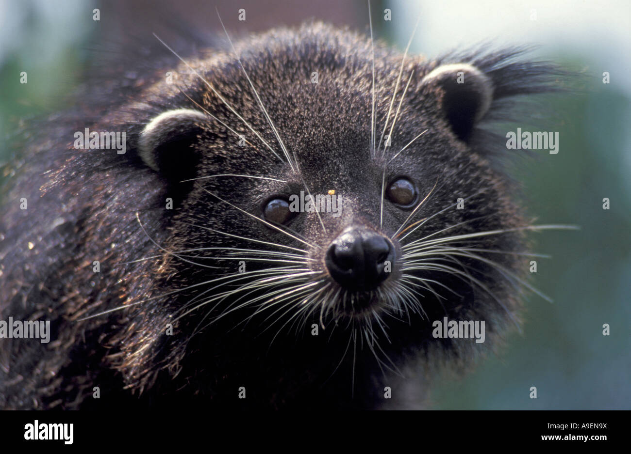 Palawan binturong Fotos und Bildmaterial in hoher Auflösung Alamy
