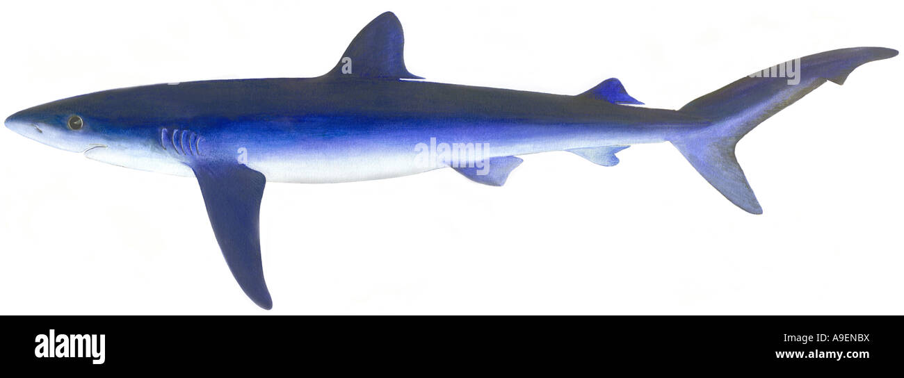 Blauhai (Prionace Glauca), Zeichnung Stockfoto