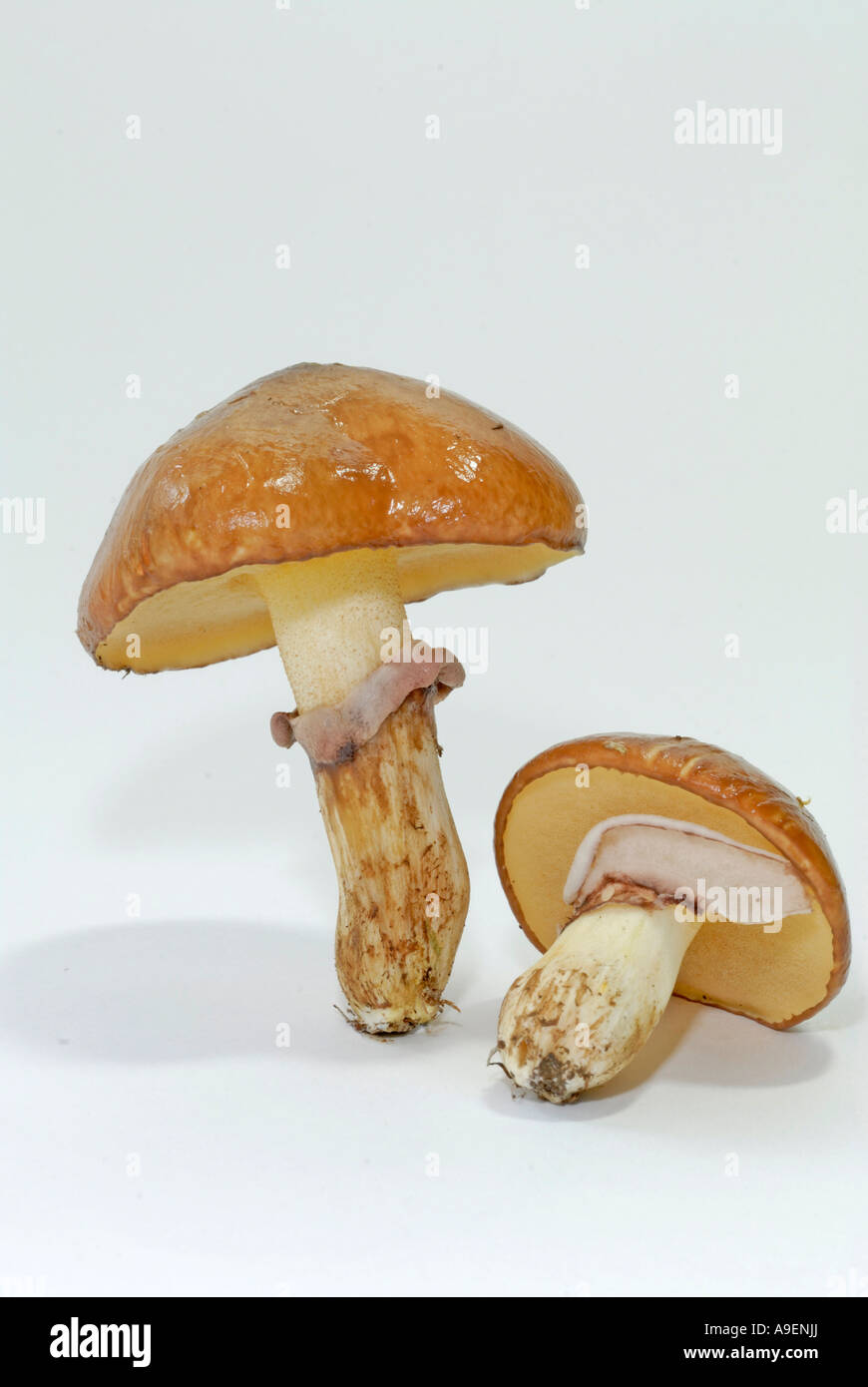 Rutschige Jack, klebrigen Brötchen (Suillus Luteus), Studio Bild Stockfoto