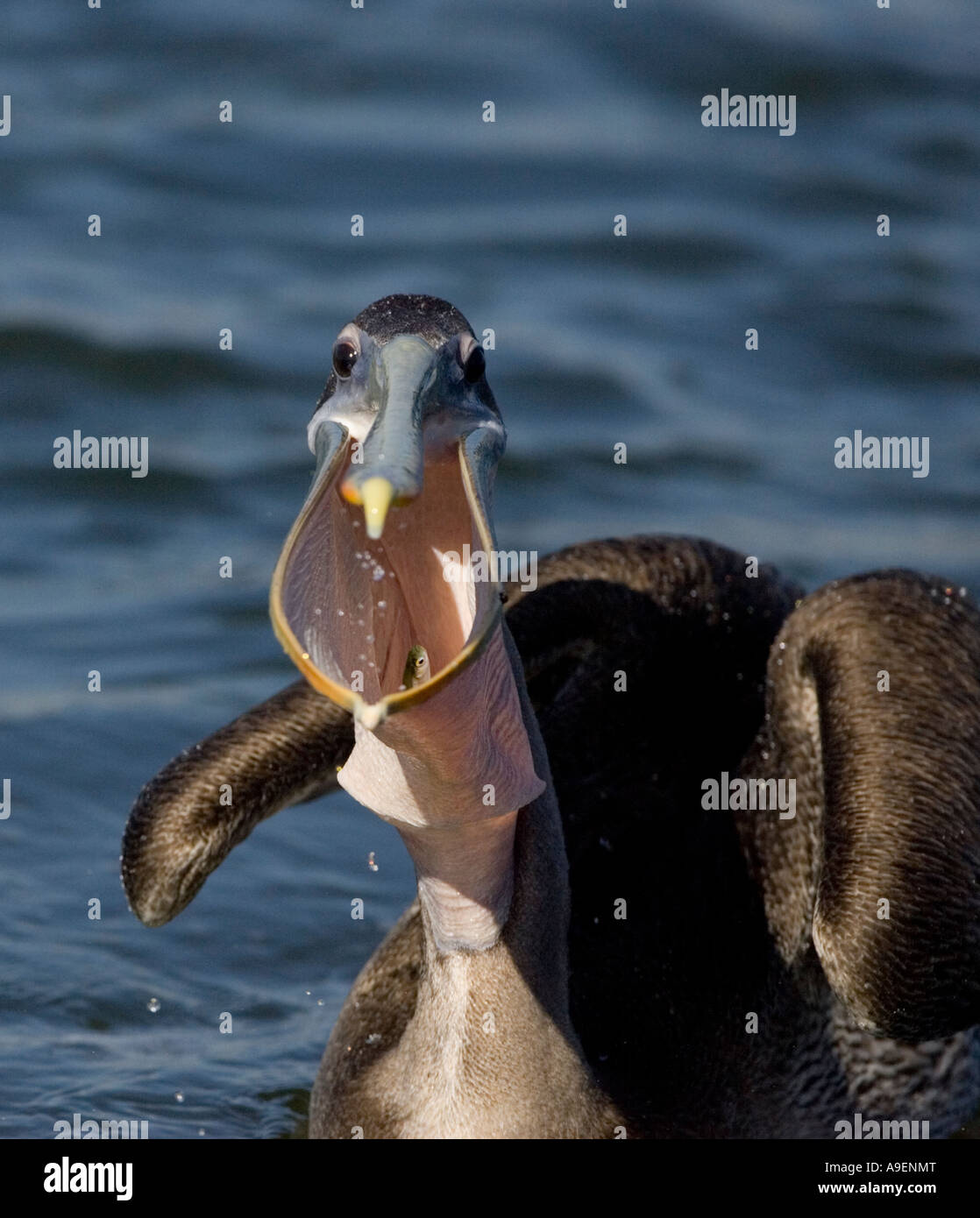 Brauner Pelikan mit Schnabel weit geöffnet Fisch in Beutel Stockfoto