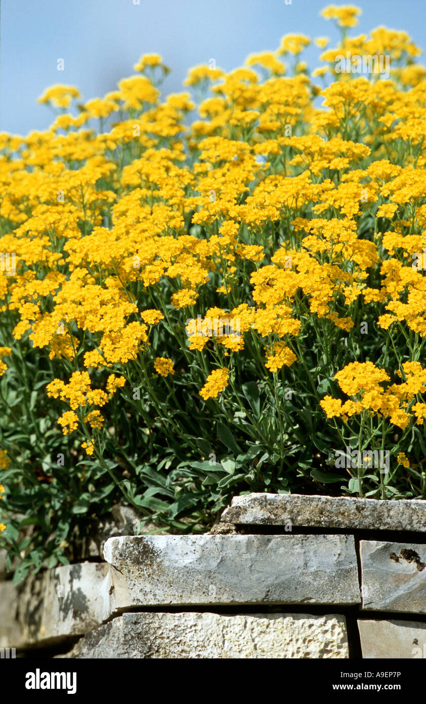 Golden Alyssum, goldene Büschel (Alyssum saxatile, Aurinia Inselbogens), Sorte: Compactum, Blüte Stockfoto