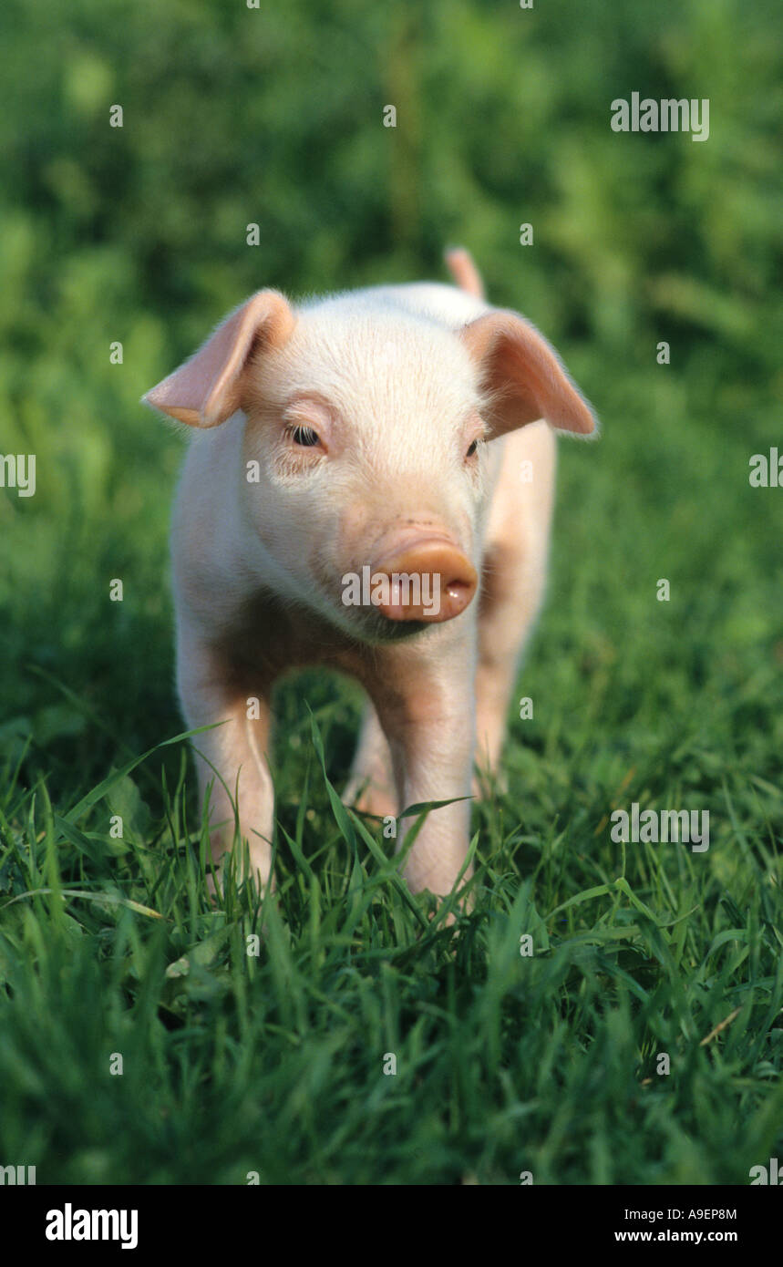 Hausschwein (Sus Scrofa Domestica), Ferkel, stehend auf dem Rasen Stockfoto