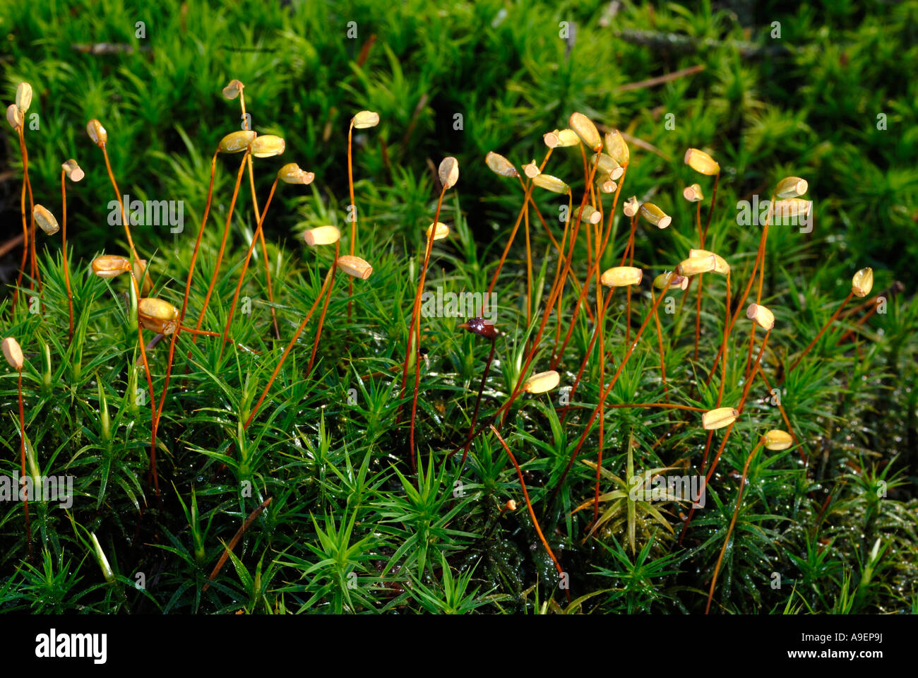 Gemeinsamen Haircap Moss, gemeinsame Haar Moos (Polytrichum Commune) mit Sporangien Stockfoto