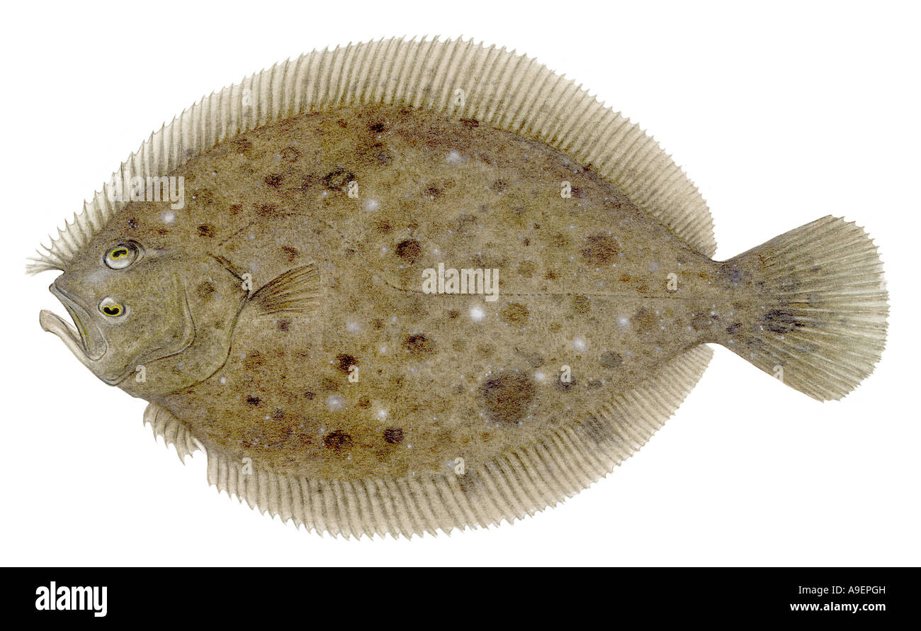 Brill (Scophthalmus Rhombus), Zeichnung Stockfoto
