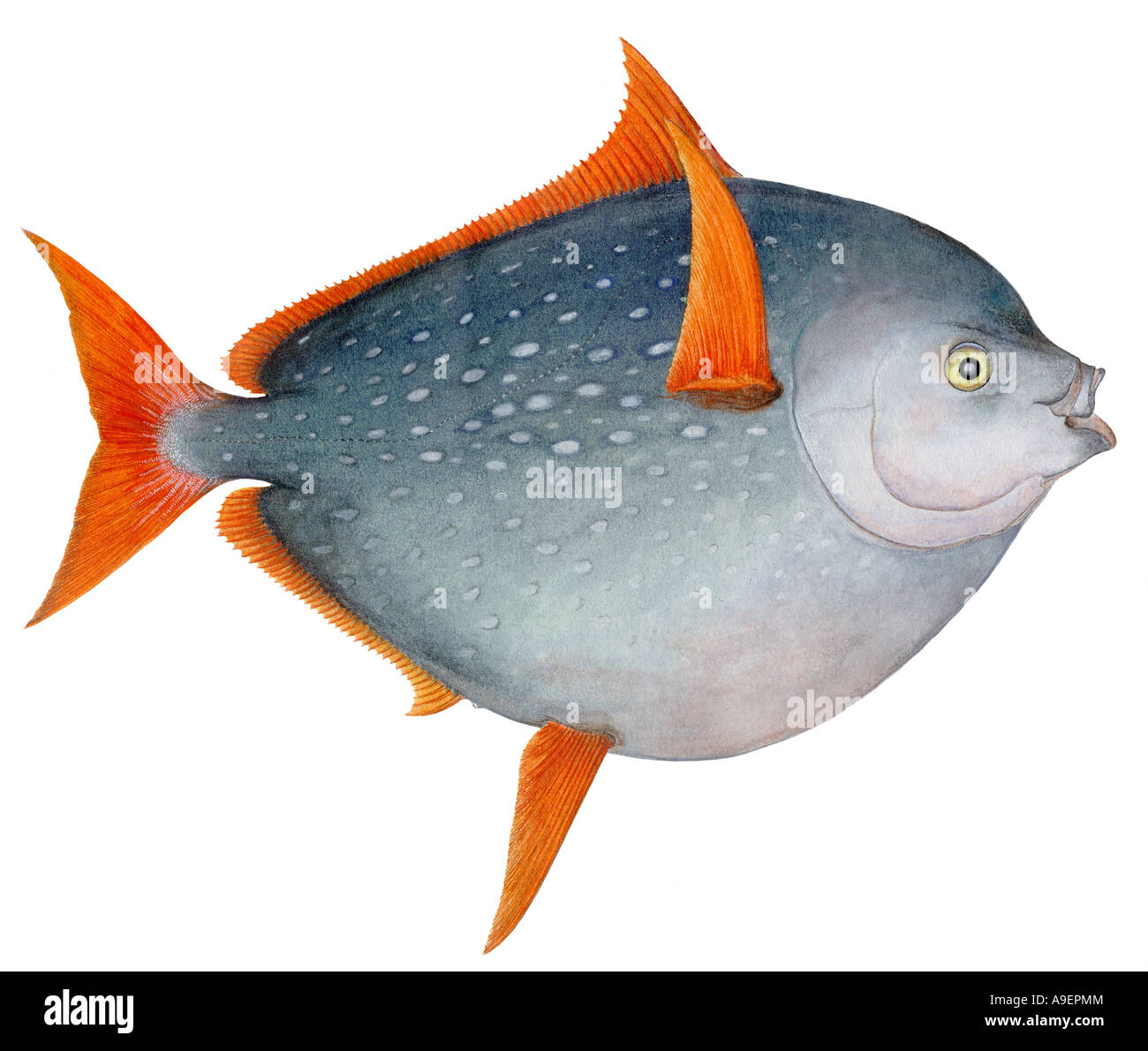 Opah (Lampris Guttatus), Zeichnung Stockfoto