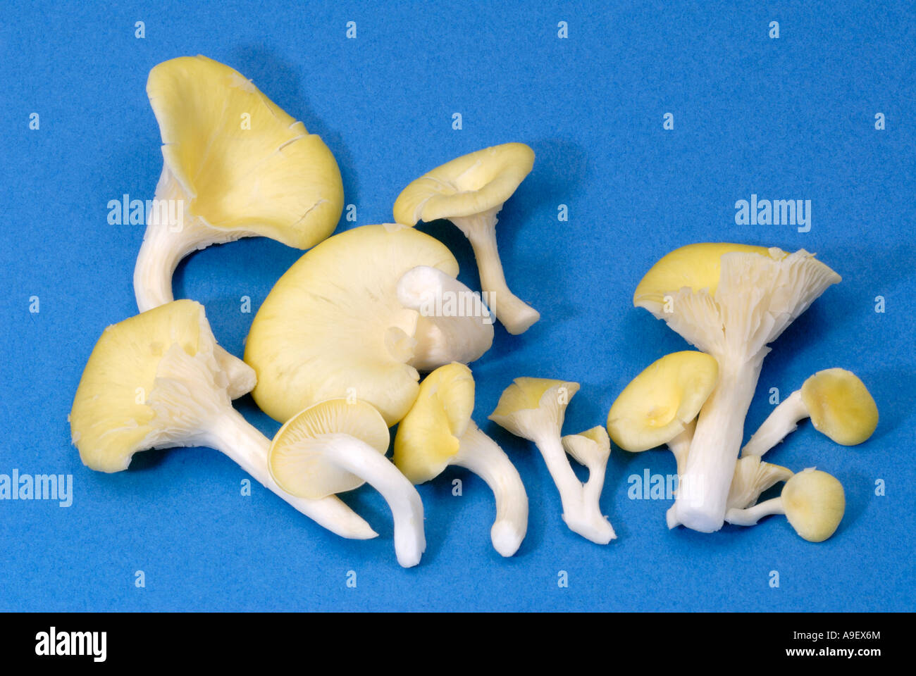 Gelbe Austernpilz (Pleurotus Cornucopiae, Pleurotus Citrinopileatus), Studio Bild Stockfoto