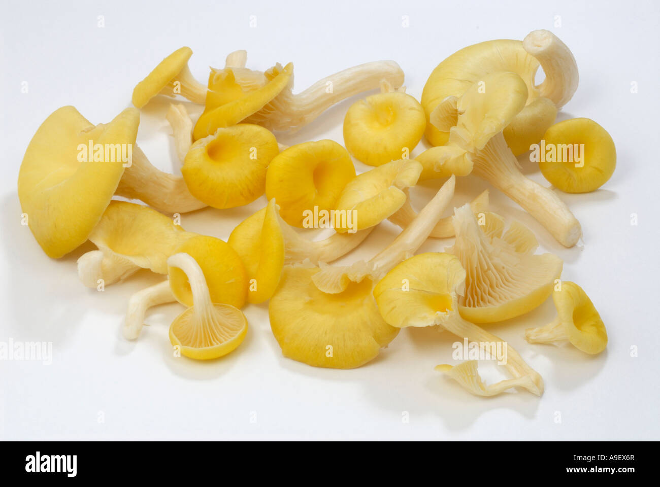 Gelbe Austernpilz (Pleurotus Cornucopiae, Pleurotus Citrinopileatus) Studio Bild Stockfoto
