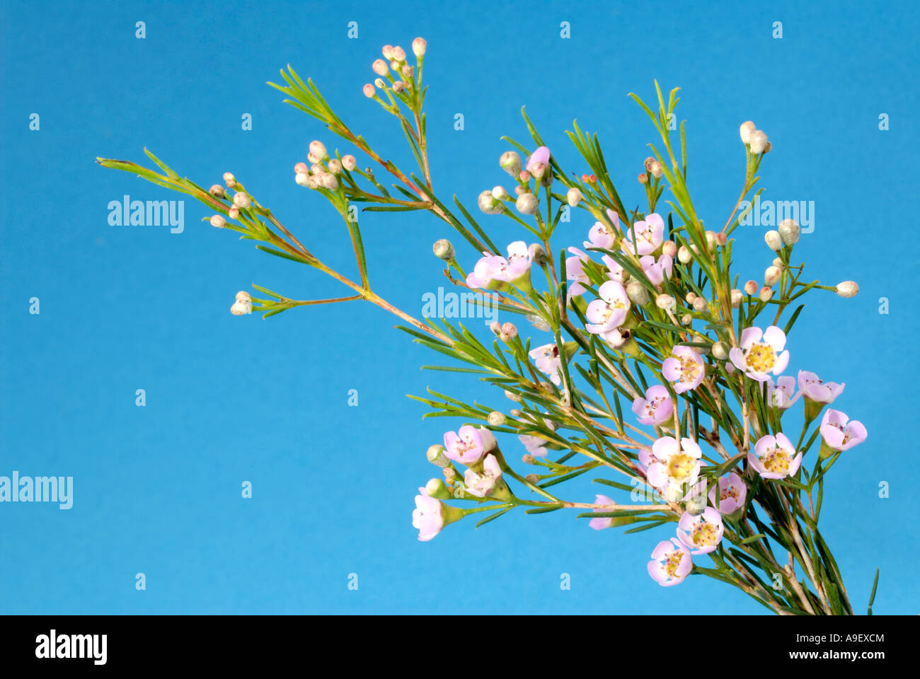 New Zealand Teebaum, Manuka Baum (Leptospermum Scoparium), blühende Zweige, Studio Bild Stockfoto