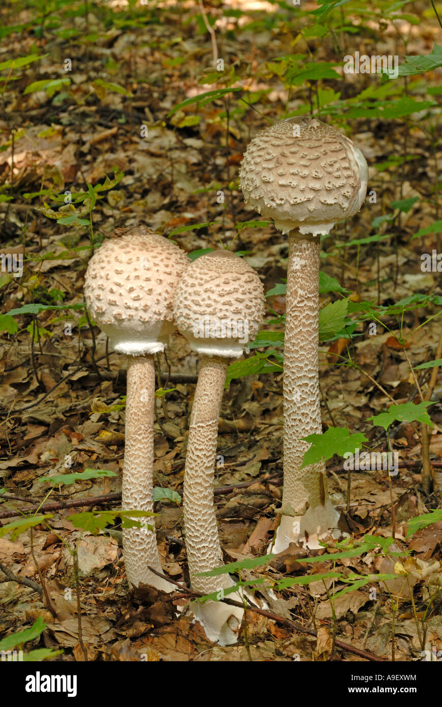 Parasol (Macrolepiota Procera), drei unreife Pilze Stockfoto