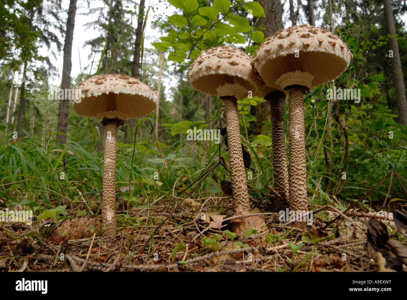 Fee Sonnenschirm Parasol Pilz (Macrolepiota Procera), Gruppe im Wald Stockfoto