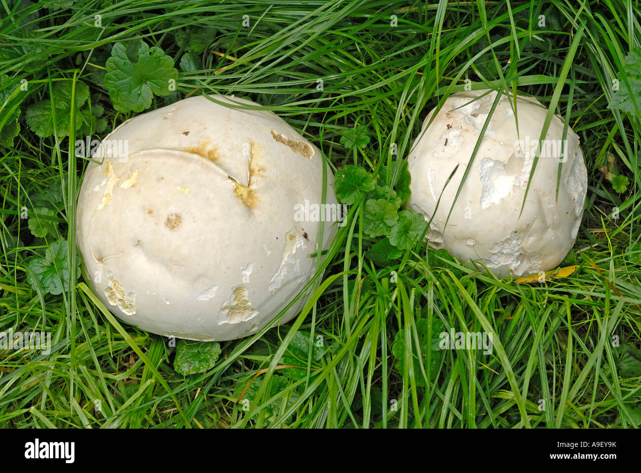 Giant Puffball (Langermannia Gigantea, Calvatia Gigantea), zwei Pilze im Rasen Stockfoto