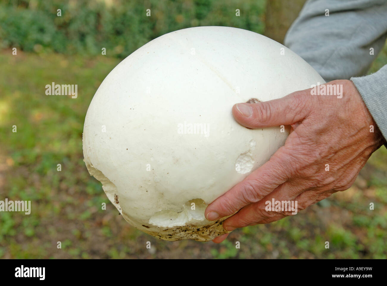 Giant Puffball (Langermannia Gigantea, Calvatia Gigantea) von Händen gehalten Stockfoto
