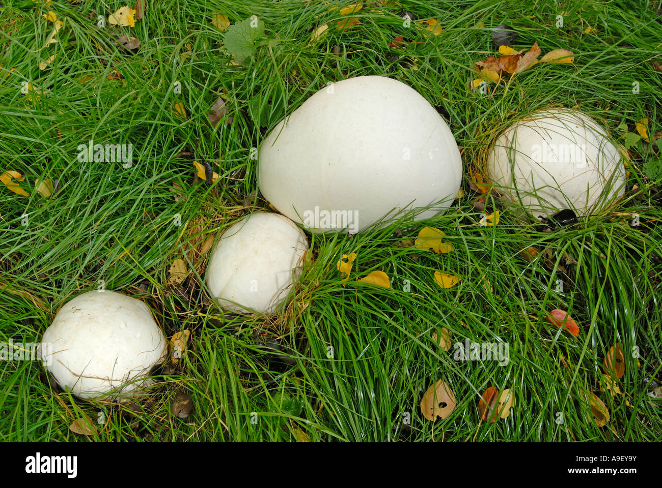 Giant Puffball (Langermannia Gigantea, Calvatia Gigantea), vier Pilze im Rasen Stockfoto
