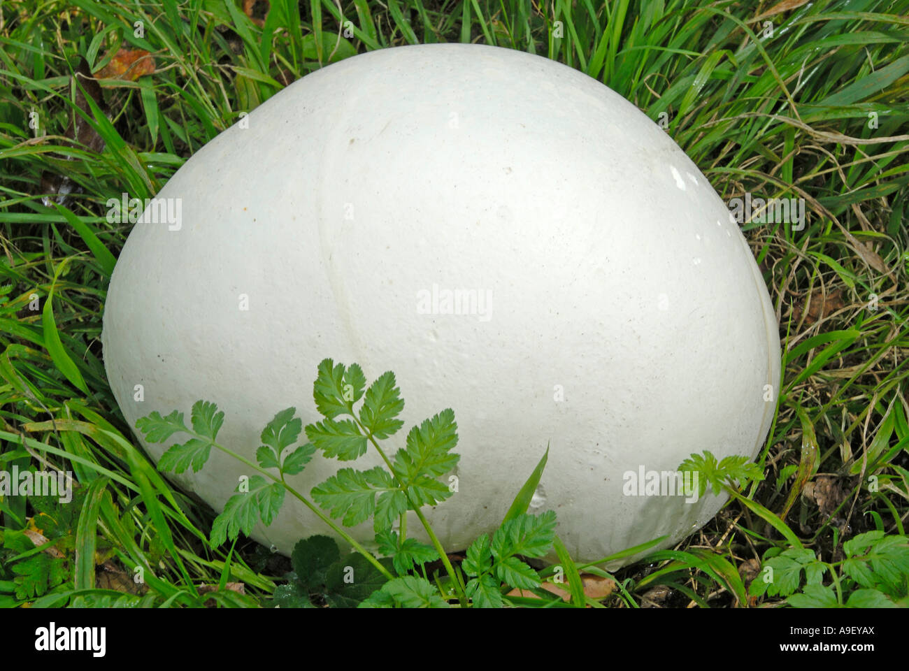 Giant Puffball (Langermannia Gigantea, Calvatia Gigantea) in Rasen Stockfoto