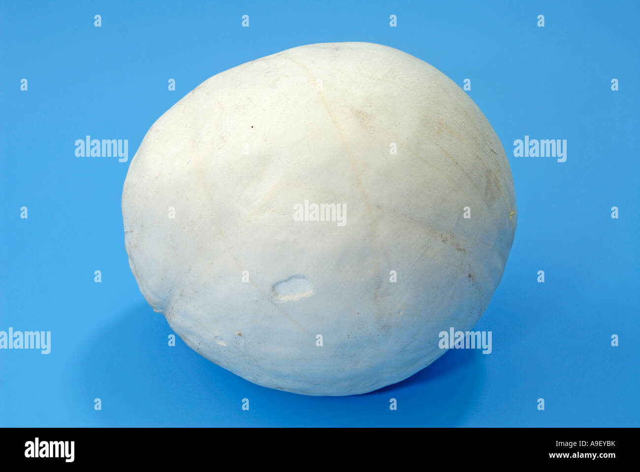 Giant Puffball (Langermannia Gigantea, Calvatia Gigantea), Studio Bild Stockfoto