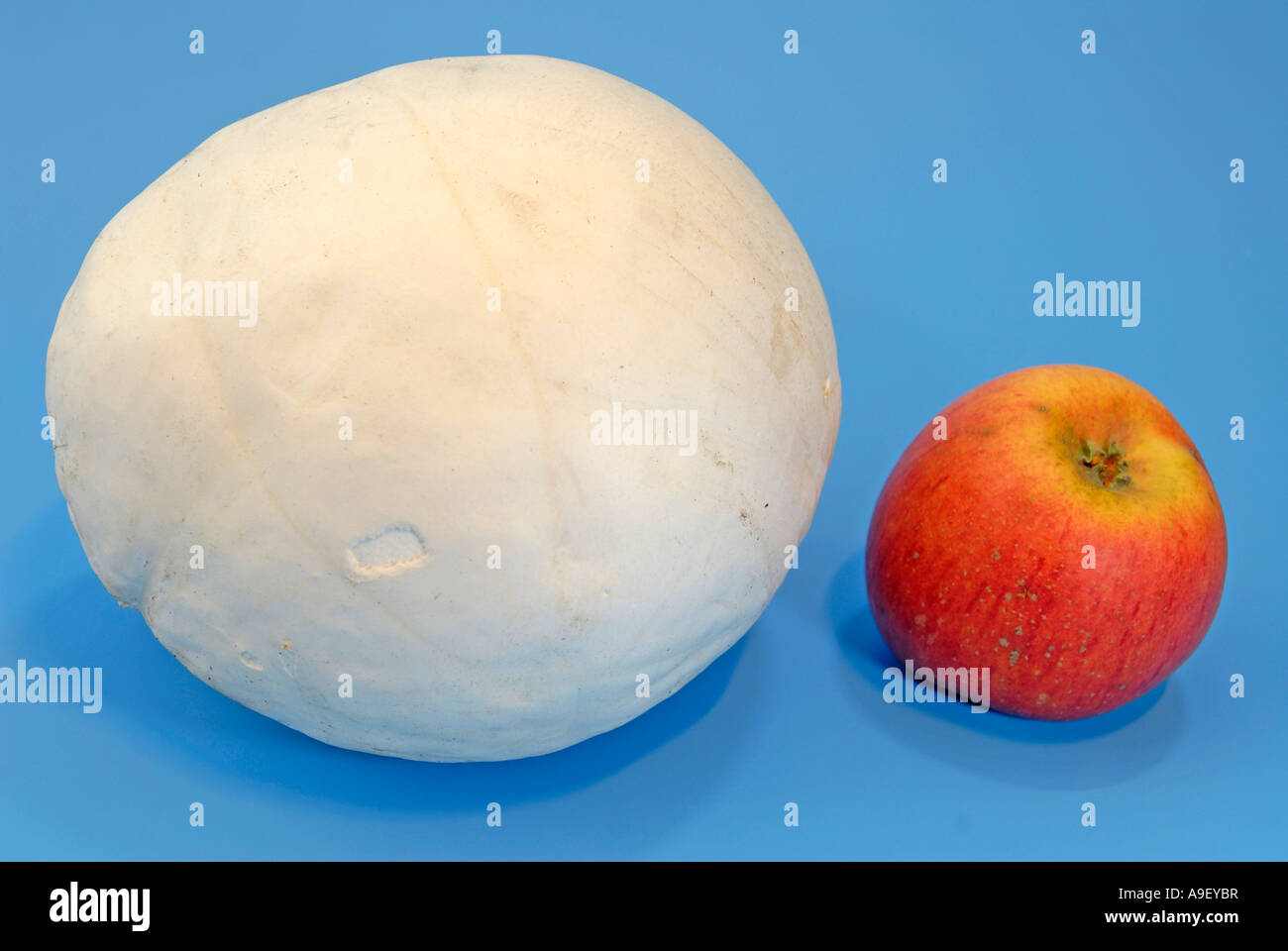 Giant Puffball (Langermannia Gigantea, Calvatia Gigantea) mit heimischen Apfel zum Vergleich der Größe Studio Bild Stockfoto