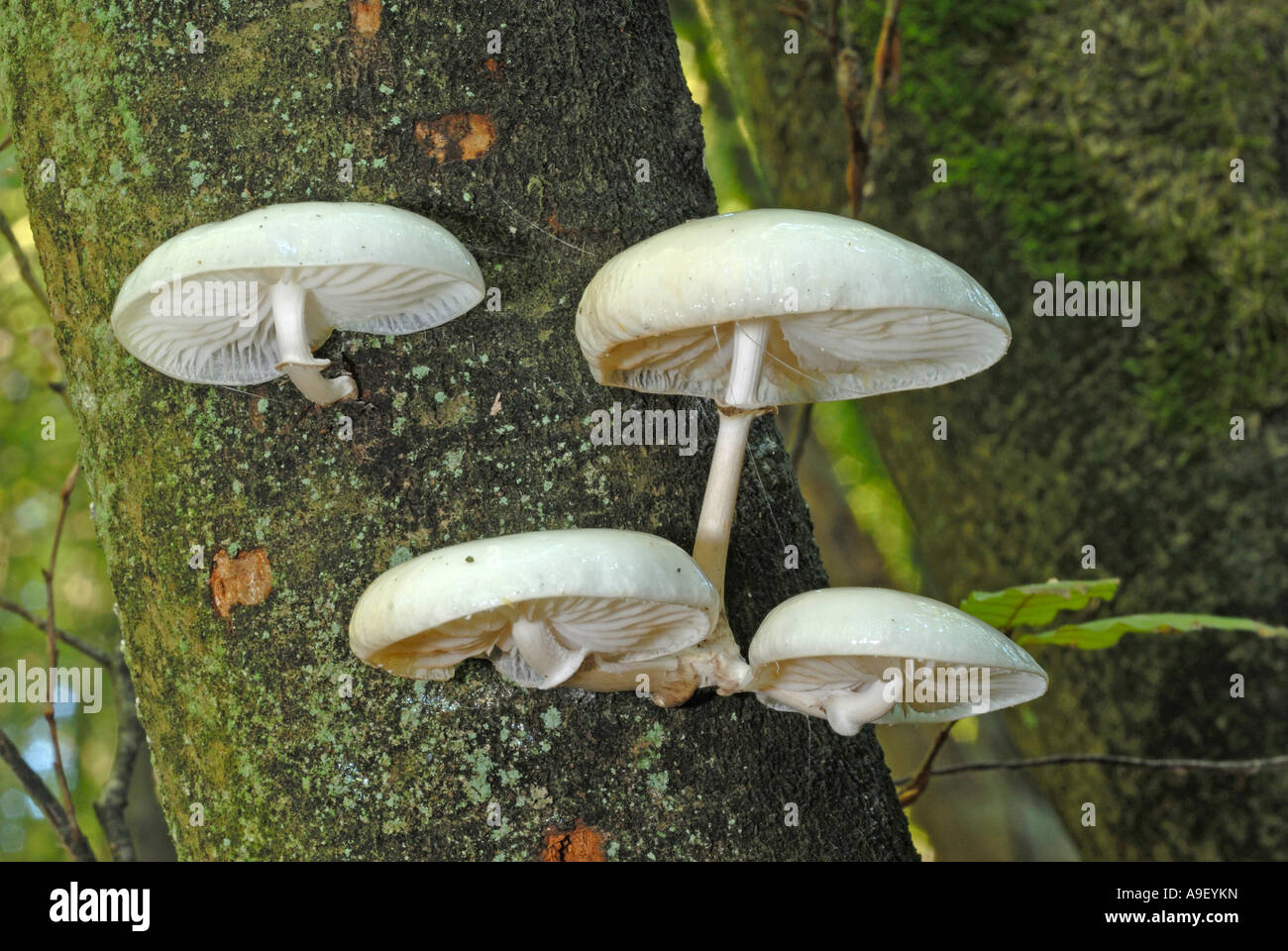 Porzellan-Pilz (Oudemansiella Mucida), Gruppe auf Baumstamm Stockfoto