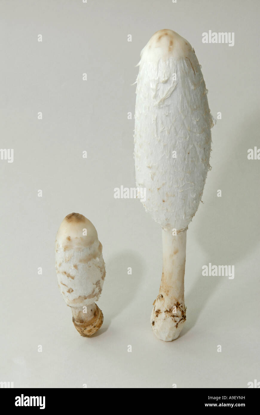 Shaggy Mane Mushroom, Shaggy Tinte Cap (Coprinus Comatus), zwei unreife Pilze, Studio Bild Stockfoto