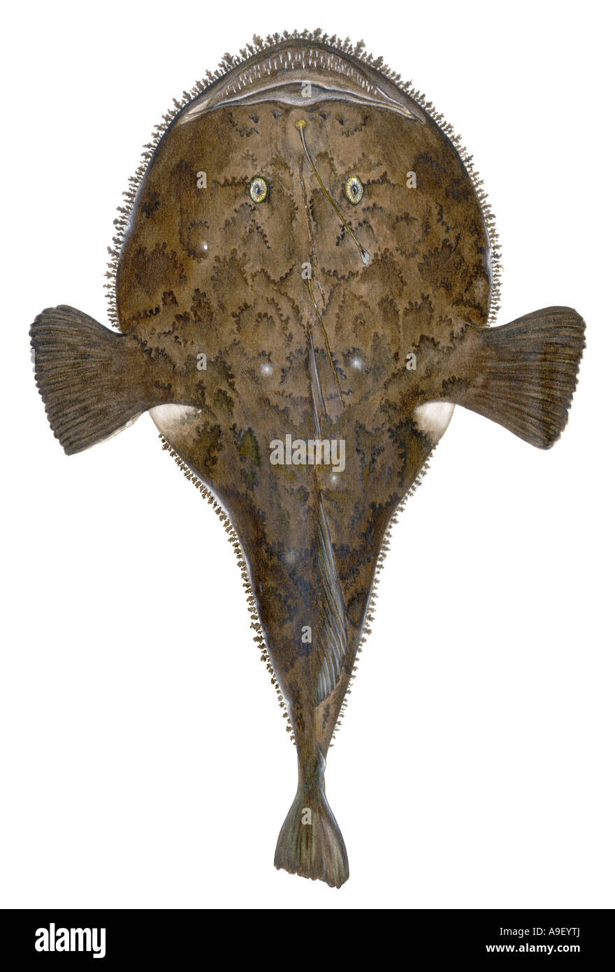 Angler, Fischerei Frosch, Froschfisch, Seeteufel (Lophius Piscatorius), Zeichnung Stockfoto