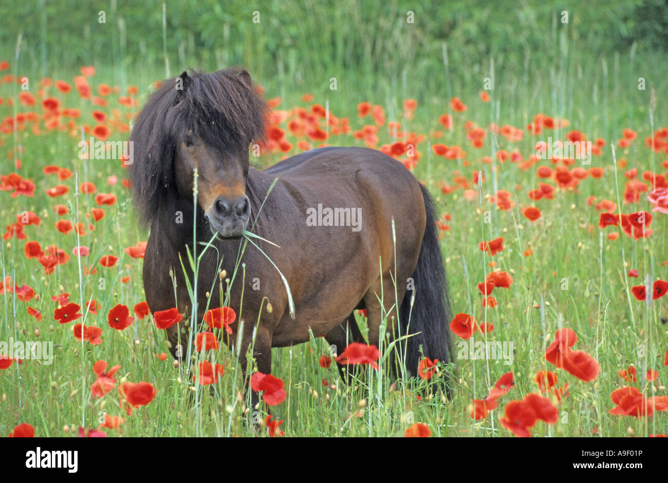 Hengst auf einer blumenwiese -Fotos und -Bildmaterial in hoher