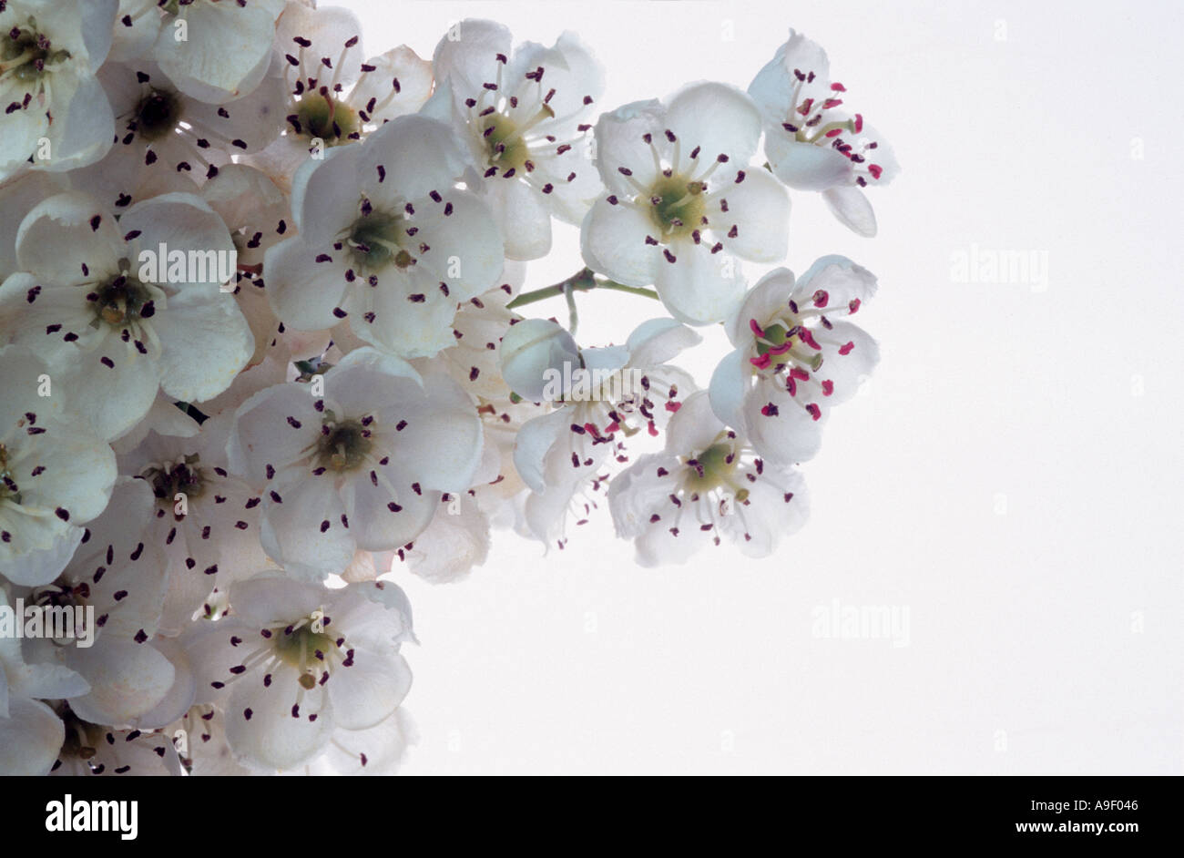 Weißen 'Kann Blossom' closeup Stockfoto