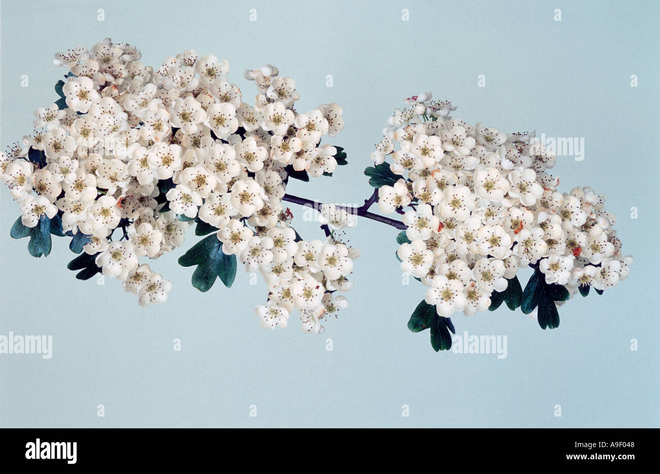"Vielleicht blühen" Blumen Stockfoto