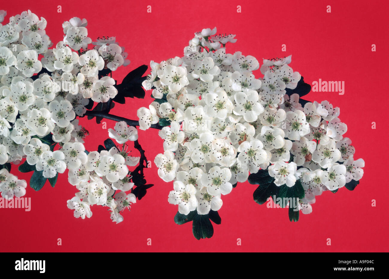 "Vielleicht blühen" Blumen auf rotem Grund Stockfoto