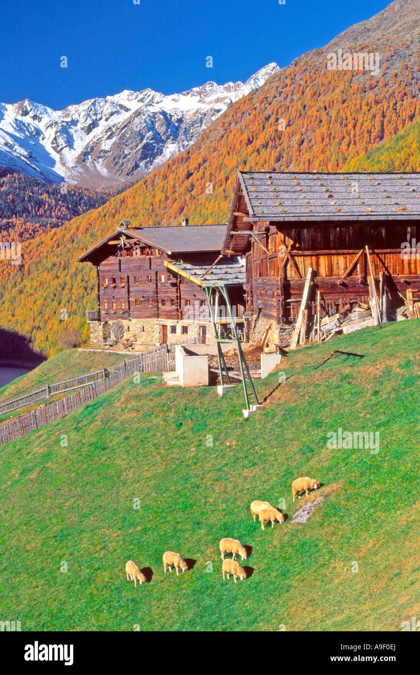 Schafbeweidung vor einem traditionellen Bauernhaus (Tiesenhof) im Tal Schnalstal, Südtirol, Italien Stockfoto