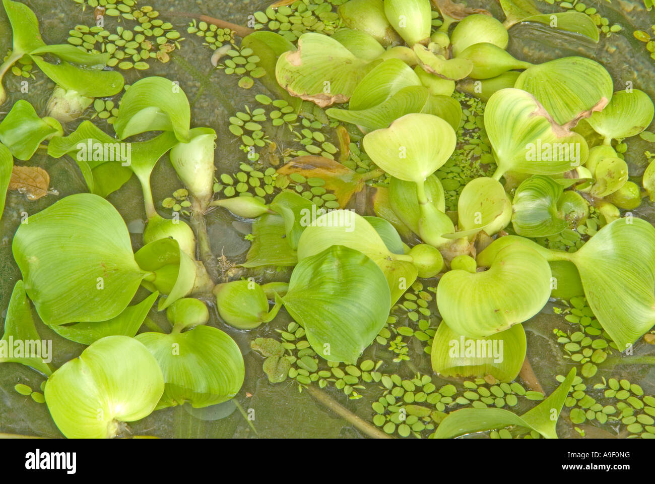 Gemeinsamen Wasser Hyazinth (Eichhornia Crassipes), Blätter Stockfoto
