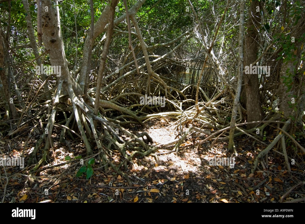 Wurzeln der roten Mangroven Rhizophora mangle Everglades Nationalpark - Florida - USA Stockfoto