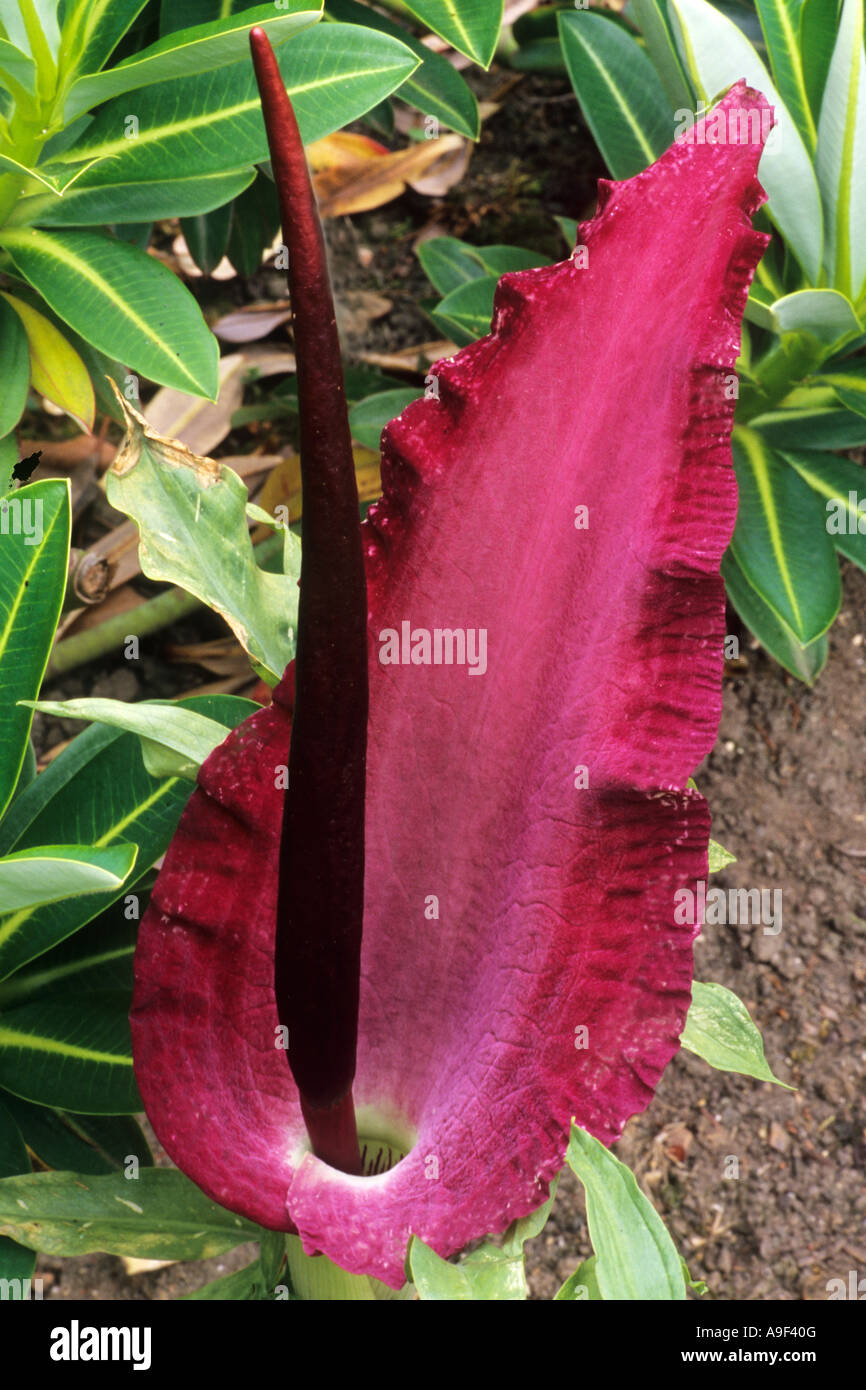 Arondrache -Fotos und -Bildmaterial in hoher Auflösung – Alamy