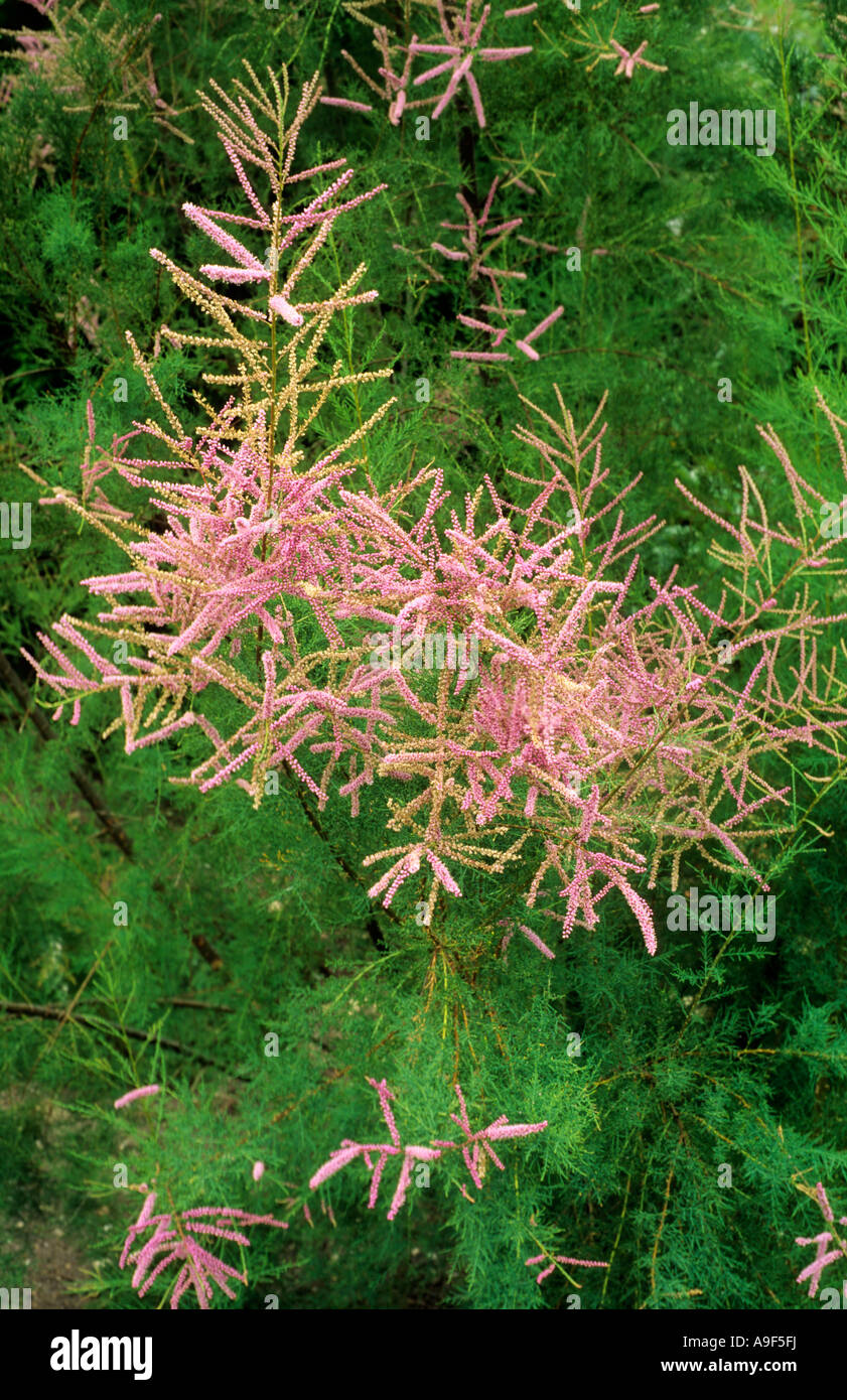 Tamarix Ramosissima Sy T. Pentandra, Tamariske, rosa Blüten, kleiner Baum, Gartenpflanze Stockfoto