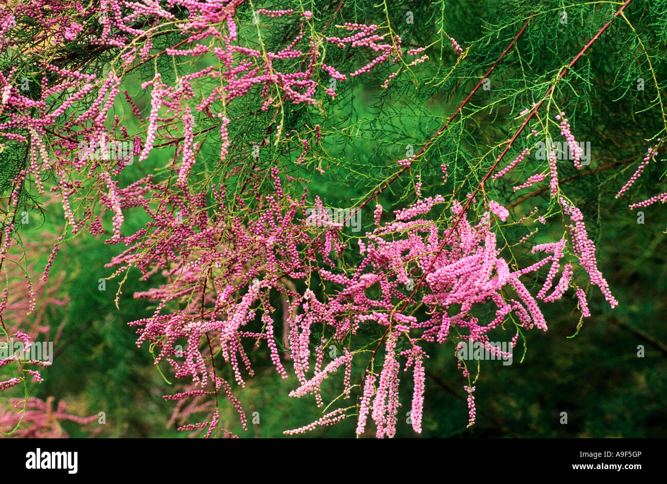 Tamarix Ramosissima Sy T. Pentandra, Tamariske, rosa Blüten, kleiner Baum, Gartenpflanze Stockfoto