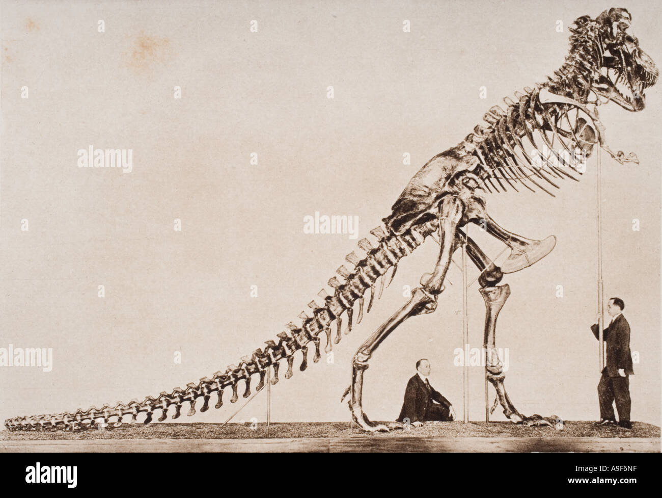 Skelett eines Tyrannosaurus Rex.  Im American Museum of Natural History New York. Stockfoto