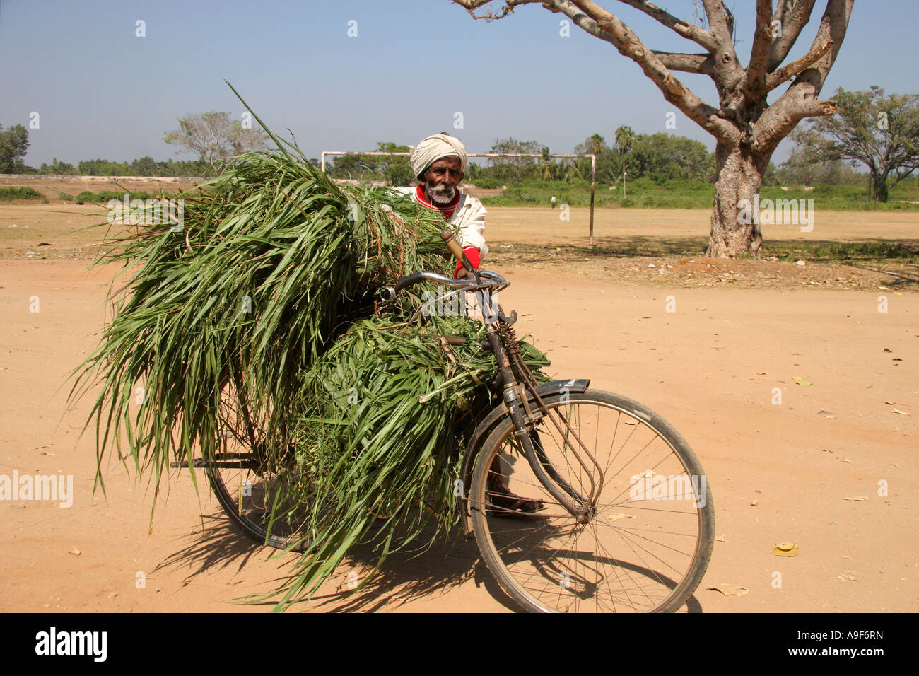 Alter Mann transportiert Getreide auf seinem Fahrrad an Sri Ranganathaswamy  Tempel in Srirangam, in der Nähe von Mysore, Karnataka, Indien  Stockfotografie - Alamy