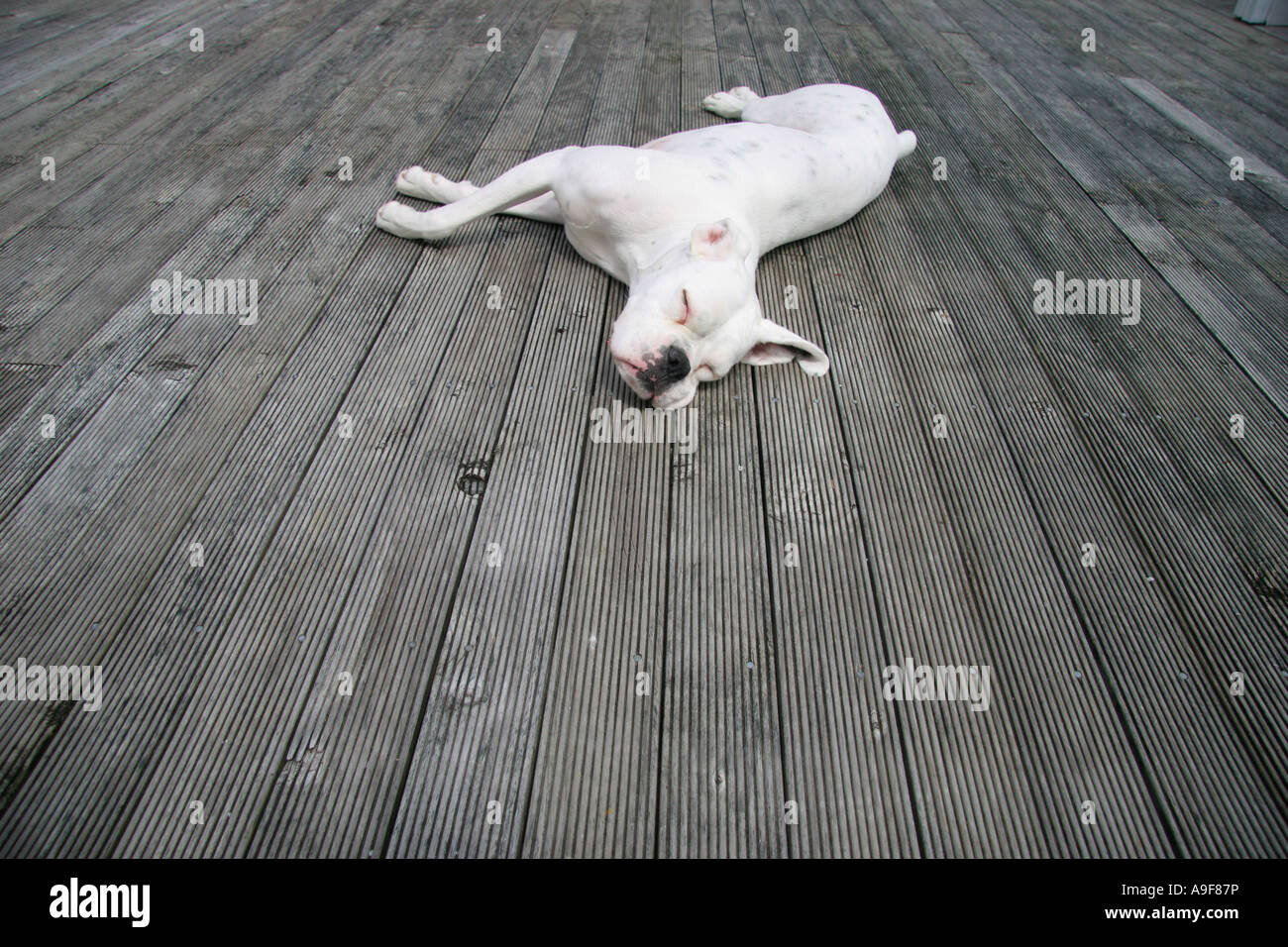 Ein weißen Boxer Hund saugt die Sonne während des Schlafens auf dem Deck des Hauses Veranda in Neuseeland Stockfoto