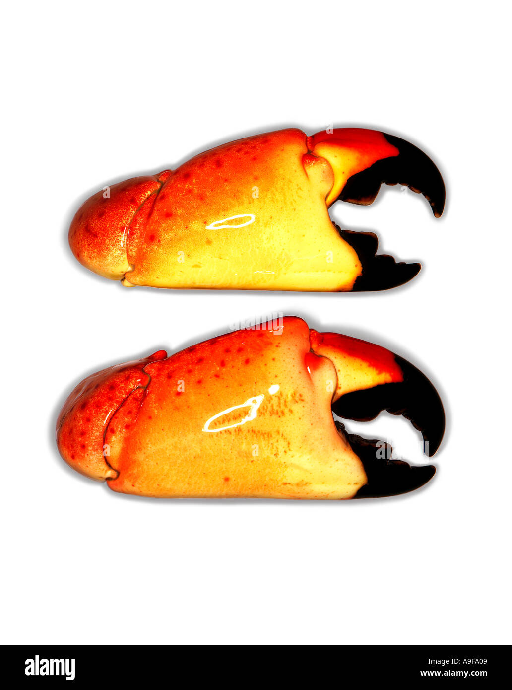 zwei Krabben auf weißem Hintergrund Stockfoto