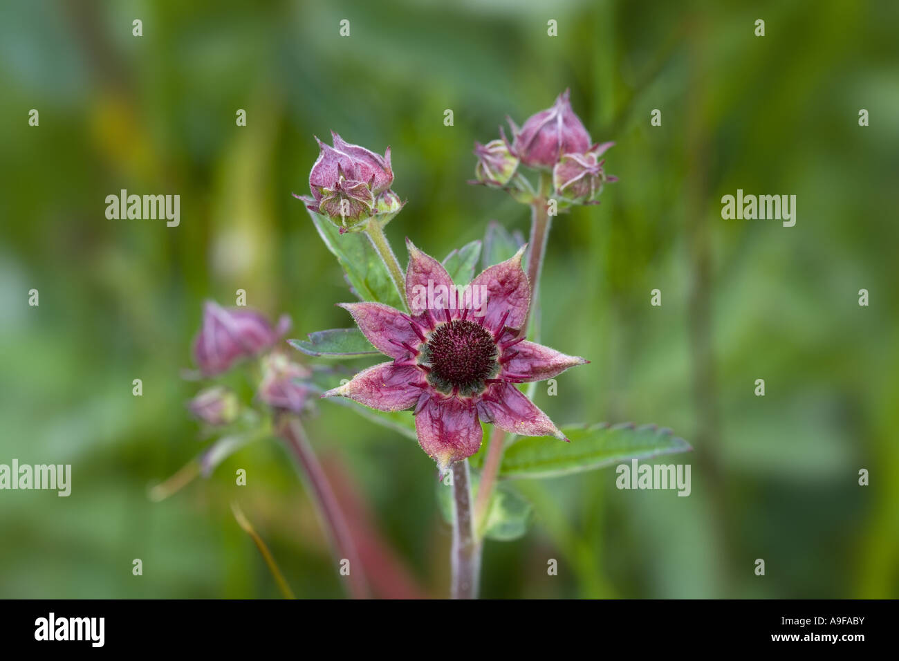 Wasser Avens Geum rivale Stockfoto