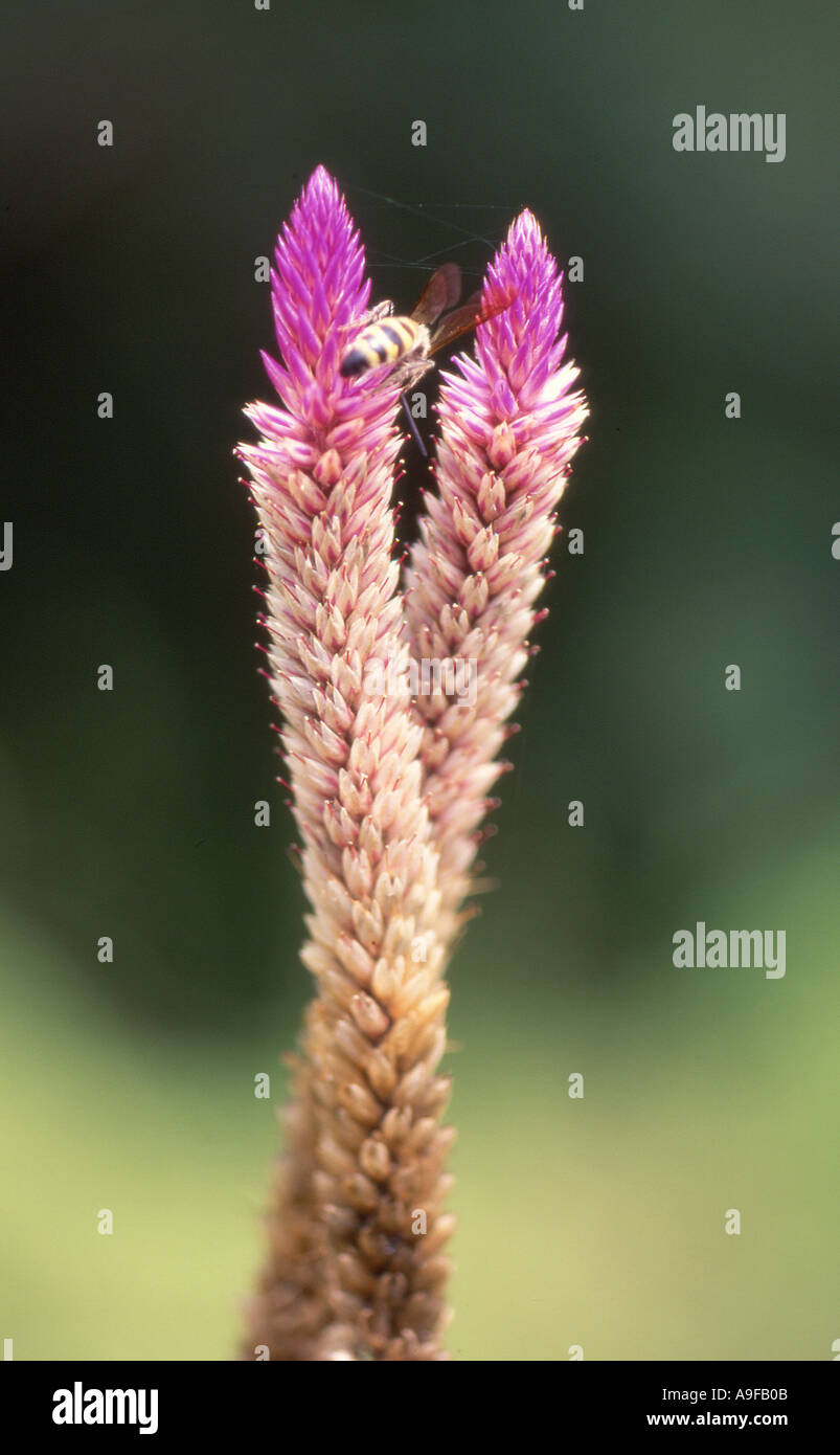 Blume und Biene Stockfoto
