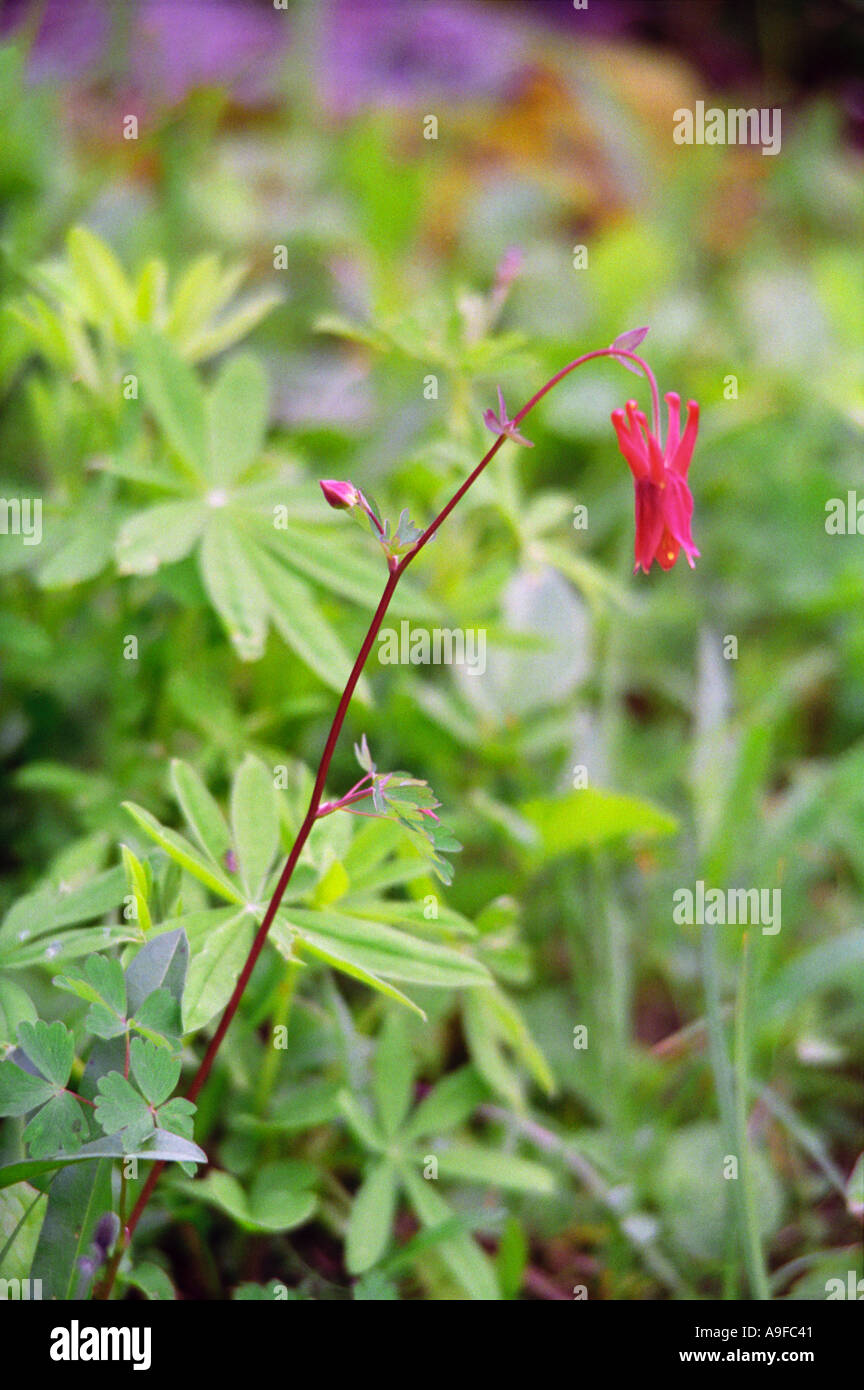 Wildblumen am Anderson Pass Stockfoto